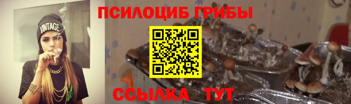 Псилоцибиновые грибы Psilocybe Отрадный